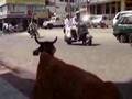 Sacred Animals - YouTube