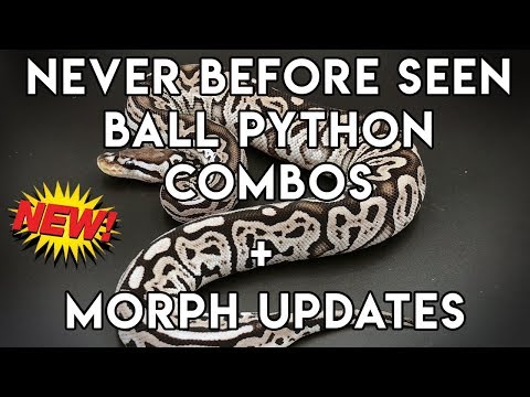 YouTube reptile video