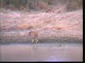 Lioness and Buffalo at Water Hole - Djuma