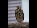 Gardellino-Vivaldi