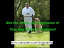 Dog Training Tips Dog Training Tips