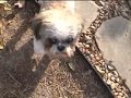 Shih Tzu Rescue - tiny shih tzu needing a nurturing forever