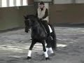 Friesian Stallion Bente D, 7 yr old Schooling 3rd level Friesian Stallion Bente D, 7 yr old Schooling 3rd level