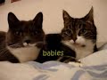 Two Talking Cats