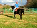 Tennessee Walking Horse Mare For Sale