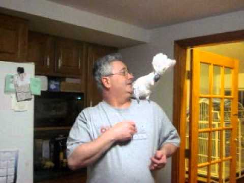 how to care for a umbrella cockatoo