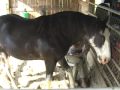 in the barn with my boyfriend iii