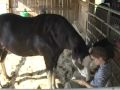 In the Barn with my Boyfriend III
