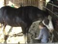 in the barn with my boyfriend iii