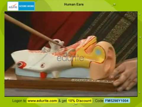 Human Ears