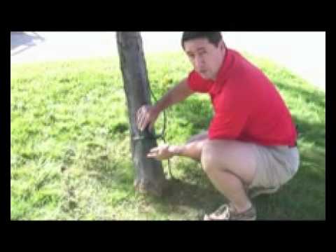 how to light a tree