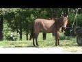 Smoky the hinny gets ponied to the barn after having his mane clipped. He is on his way to Brenda in MA...CONGRATULATIONS, Brenda!