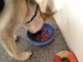 Bacon Eats Buffaloes!!