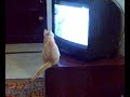 quick, change the channel!