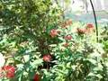 Butterfly Land at L. A. Natural History Museum