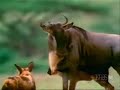 BEST MAMA - Part1 Buffalo Wildebeest Impala Zebra Lioness