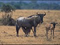 best mama   part1 buffalo wildebeest impala zebra lioness