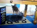 Bengal cat playing fetch