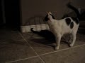 My Pets My Pets
