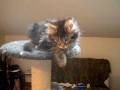 Allevamento Hollycoon - Maine Coon Cats