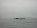 videos de Humpback whale
