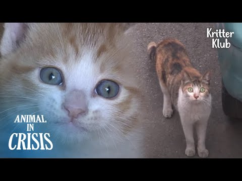 What Would Happen If You Try To Steal Kittens From Mother Cat..? (Part 2) | Animal in Crisis EP228