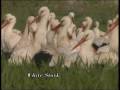 Storks