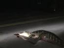 Gator bagged by trapper * SHOCKING VIDEO*