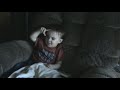 20080925045751.mpg 20080925045751.mpg