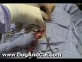 Dog Spay Surgery