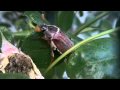Cockchafer Beetle
