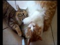 A UNLEASHED CAT ... Guarda video