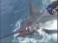 Marlin release El Salvador fishing onboard the new Sandy-ita