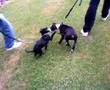 S ah oui les chiens