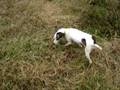 Skittles - Rat Terrier Rescue Canada