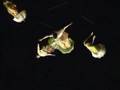 videos de Rataplan Eventi