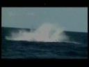 Imagine Whale Watching - with Carter Edwards Imagine Whale Watching - with Carter Edwards