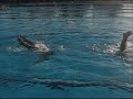 carmela y julia haciendo natación sincronizada