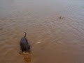Rita the water dog