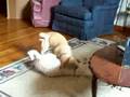 Pitbull Bori (2months) VS Maltese Sulley (1year)