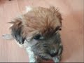 Our little wheaten terriers