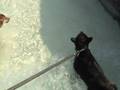 videos de 2 Shibas Swimming In Wave Pool