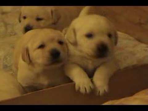 three week old yellow lab puppies