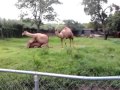 Apareo de camellos zoologico guadalajara