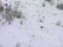 Awful wolf hunting in russia [german report]