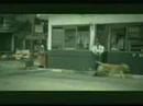 dog sucide