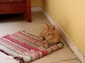 :: Frederico o Gato :: (01)