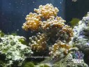 Ocellaris Clown Fish hosting in Frogspawn Ocellaris Clown Fish hosting in Frogspawn