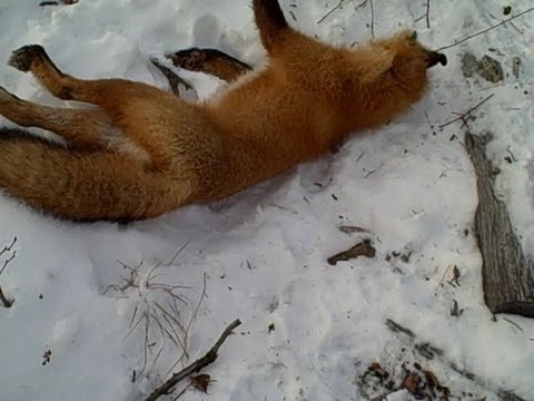 how to dye snares