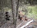 kamloops vs Kelowna airsoft 2007 kamloops vs Kelowna airsoft 2007
